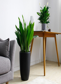 超实惠！宁波余姚绿植租赁，为你的环境增添生机！