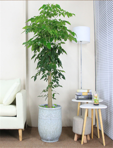 宁波镇海绿植租赁设计