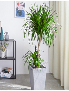 宁波鄞州绿化修剪