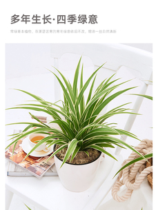 专业盆景出租，宁波慈溪的绿色魅力等你来享！