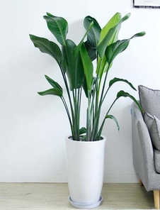 杭州湾花木租赁公司，绿植租赁的优质之选