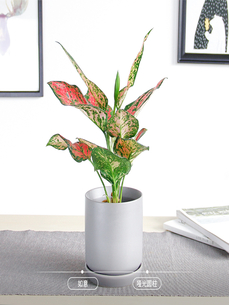 宁波镇海找植物租赁？专业服务超靠谱