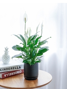 探寻宁波杭州湾植物出租好去处，哪家才是最佳之选？