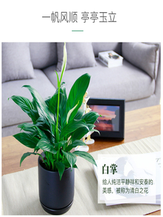 宁波奉化花卉租赁专业户，点亮你的空间之美亡