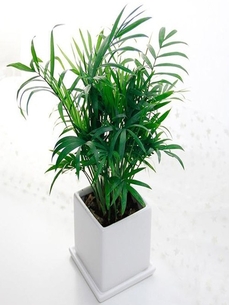 聚焦宁波余姚花木租赁设计，开启美居新篇