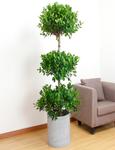 宁波花卉租摆公司，以花卉之美，焕新您的空间！