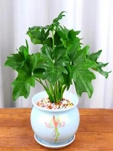 深挖宁波奉化绿植租摆方案，焕新你的工作环境！