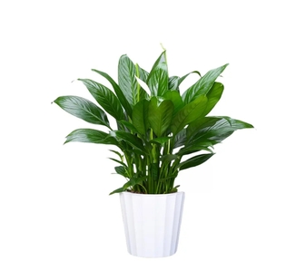 速看！宁波余姚花卉租赁哪家能满足你的需求？