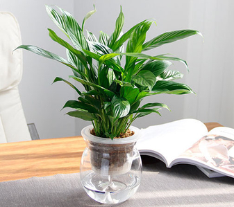 聚焦宁波余姚植物租赁设计，塑造魅力十足商业空间