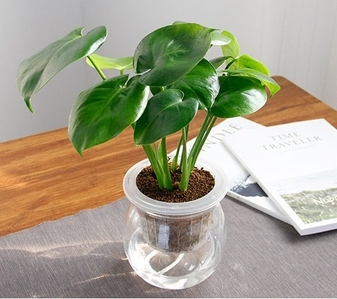 探索宁波奉化专业花卉租摆，让空间绽放独特魅力