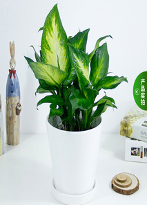 宁波镇海绿植租赁大揭秘，实惠价格美翻你的家！