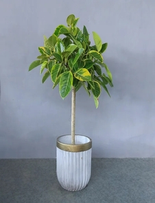 北仑植物出租，以实惠价格，为您营造绿色小天地